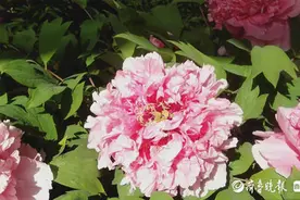 济宁四季牡丹园里，各色牡丹争相斗艳图片