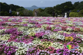 日本福冈公园雏菊绽放 宛如彩色鲜花地毯图片