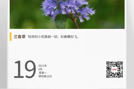 湖南自然历丨30秒，等一朵花开⑧一株香草，“㚖名”千年图片