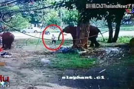 游客喂大象时被卷起暴摔事件详细来龙去脉 大象为何伤人？图片