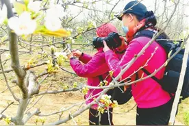 梨花开梦想起威县百村搭上“致富号”花车图片