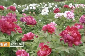南通：桃红李白处处花 四月家园春意浓视频封面