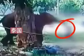 泰国游客投喂大象时被象鼻卷起暴摔重踩，当场身亡图片