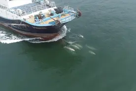 渔船驱赶海豚？真相是海豚喜欢搭“顺风车”或贪玩图片