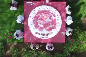 直径2米！河南洛阳一牡丹园现巨型牡丹饼视频封面