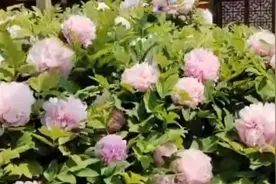洛阳一农家院200岁“牡丹花王”开出千余朵花：每年冬天都喝骨汤进补视频封面