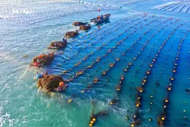 围观！荣成海带大片，相机里的海田“油画”图片