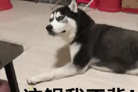 舟山有只哈士奇成精了！坐拥100多万粉丝，网友：“全网最聪明的二哈！”图片