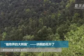 新华全媒+|“植物界的大熊猫”——珙桐的花开了视频封面