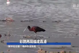 彩鹮再现福建霞浦