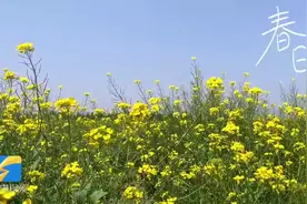 赏花逛市集！济南这个千亩油菜花田等你来打卡图片