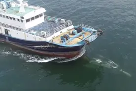 中华白海豚在船头冲浪视频封面
