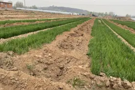 麦苗被毁，数百亩耕地被强制种树？记者调查→图片