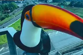 巴西两只巨嘴鸟试图吃掉交通摄像头 被拍下全程图片