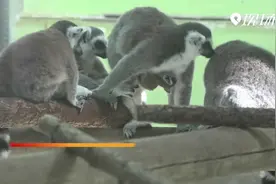 太原动物园猿猴馆添新丁 独享团宠的幸福视频封面