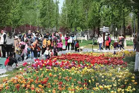 聊城凤凰苑植物园郁金香花海上线啦图片