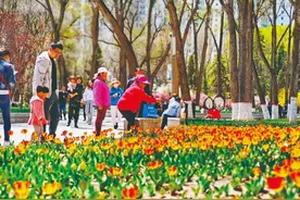 人民公园22万株郁金香悄然盛开图片