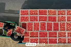 巢湖市中垾镇：大红番茄成熟上市图片
