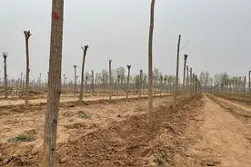 唐山“耕地种树”初查情况通报：彻底整改，对448亩间栽苗木组织移植图片