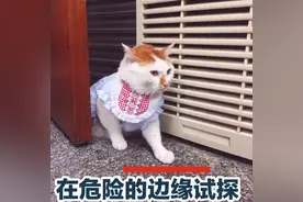 图解上海最严非机动车法规！看手机、不让行、长鸣喇叭……5月1日起都别做了图片