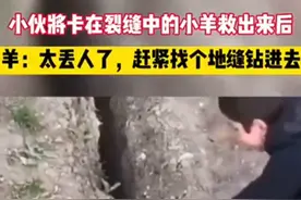 小羊被救出后瞬间放飞自我，活蹦乱跳摔落同一沟渠！救它的男孩看傻眼图片