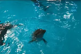 海豚宝宝迎周岁，长沙海底世界邀你为它取名字啦图片