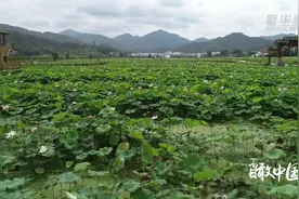 瞰中国·春意满中国｜400年传承 采茶戏图片