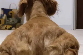 一只强壮背影的狗子，遭网友PS恶搞… …图片