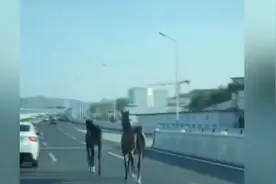 老马识途！济南两匹马受惊跑上高架桥 沿原路“撒欢”要跑回老家图片