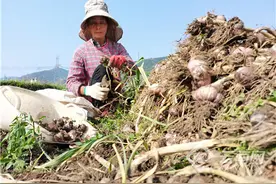 云南寻甸这个乡的大蒜远销欧美产值过千万元图片