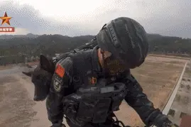 什么是高空索降？军犬：只想抱紧他的胳膊不放……图片
