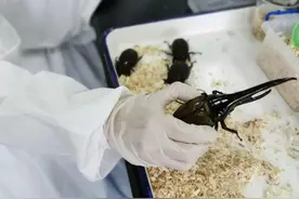 特别长！厦门海关首次查获5只活体长戟大兜虫图片