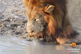 南非一只小乌龟试图赶走喝水的狮子 主动游到狮口之下“示威”图片