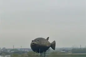 正是河豚欲上时，但是人工养殖的图片