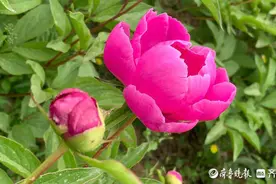花开齐鲁｜谷雨时节，济南园博园芍药花绽放，接力牡丹吐芬芳图片