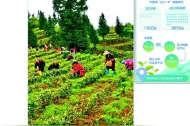 一片片叶子改变了众山村――贵州省沿河县中寨镇茶产业发展调查图片