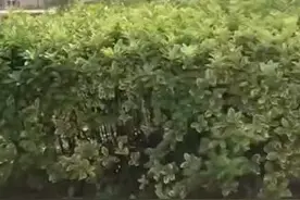 体育中考现场声嘶力竭地给学生加油！宁波这位体育老师“火”了图片