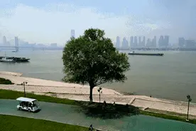 “五一”超5000名游客慕名打卡，武汉江滩孤独的树不孤独图片