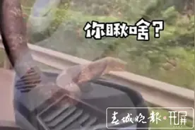 好怕怕！男子自驾去景洪过泼水节，挡风玻璃突然爬来一条大蛇……图片