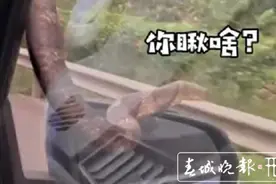 好怕怕！男子自驾去景洪过泼水节，挡风玻璃突然爬来一条大蛇……图片