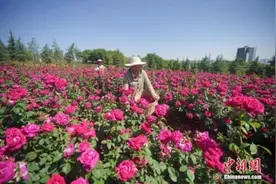 云南大学食堂上架“玫瑰盛宴”，网友：“酸”这个字，我真的说累了……图片