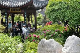 牡丹进入盛花期 青岛这里有一处牡丹园图片