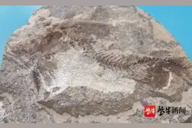 江苏发现世界最早鱼化石距今约6000万年图片