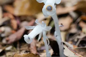 杭州网友深山发现神秘幽灵草 也叫“冥界之花”生长地点飘忽不定图片