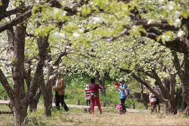 殷秀梅再来鞍 献艺千山梨花节开幕式图片