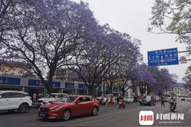 6年前论文揭示蓝花楹已“攻陷”四川50%地区 专家提醒：城市引入树种要讲科学图片