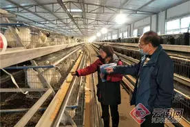 云南盐津：乌骨鸡变“黑凤凰”插翅“飞”往北上广图片