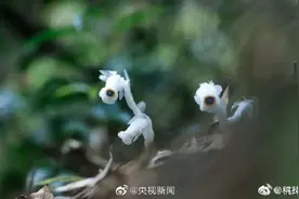 杭州发现酷似豌豆射手的植物图片