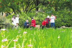 西华园鸢尾 花开美如画图片