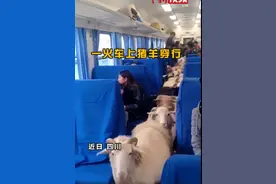 猪啊羊啊坐火车都到哪里去？列车长揭秘！就象征性补个票图片